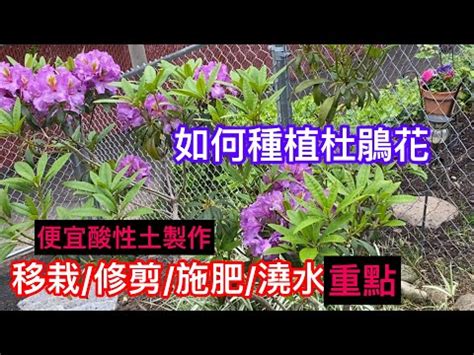 杜鵑花風水|【家裡種杜鵑】家裡種杜鵑，風水禁忌超重要！擺對旺家運，擺錯。